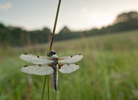 dragonfly