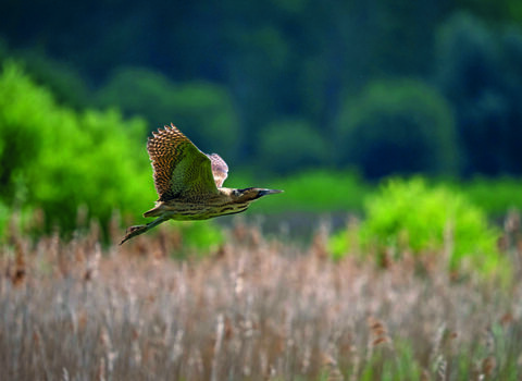A bittern flies over golden reeds