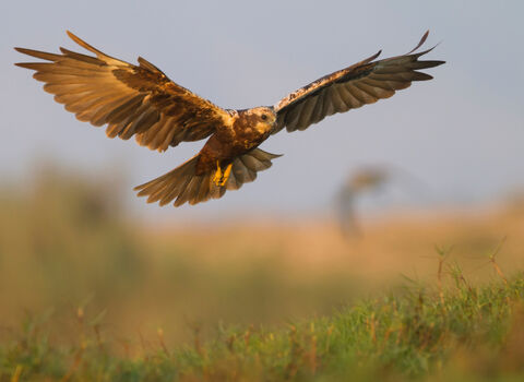 A marsh harrier with outstretched wings flying low over a field.
