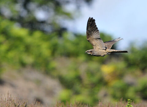 a nightjar flying over a common
