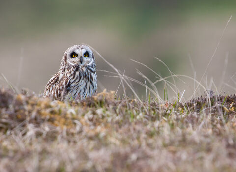 a short eared owl on frosty ground