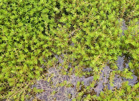 A mat of green crassula on a pond. 