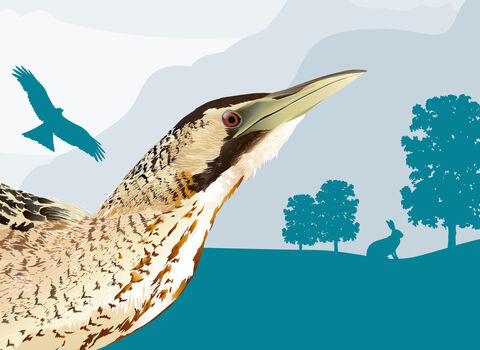 An illustration of a bittern with a blue silhouetted background portraying a bird of pray, a rabbit and trees