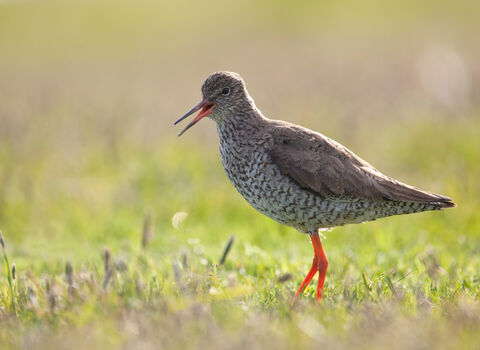 A redshank calls from a sunny field