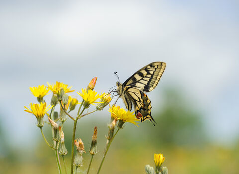 A swallowtail butterfly on yellow flowers. 
