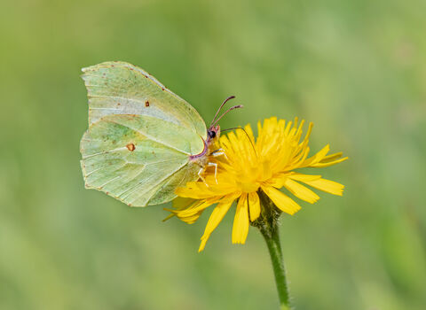 A pale yellow brimstone butterfly feeds on a bright yellow dandelion flower