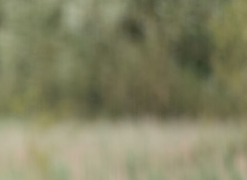 A common tern hovers over reedbed