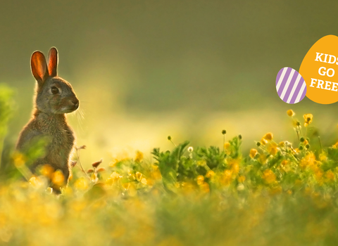 A young rabbit stands on its hind legs to look over a sunlit meadow. Illustrated Easter eggs and the writing kids go free
