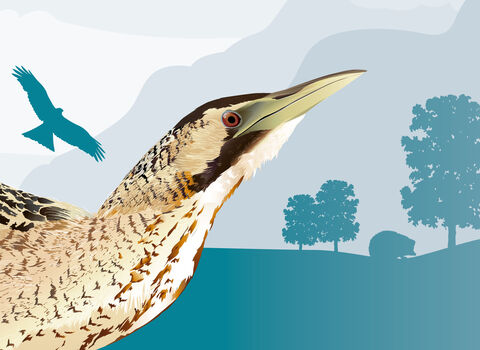 An illustration of a bittern with the silhouette of trees, a hedgehog and a marsh harrier in the background. 