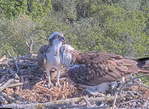 Two ospreys stand over their newly-hatched chick in a nest