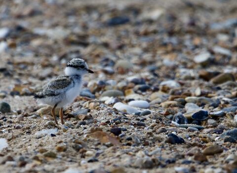 A small, fluffy ringed plover chick well camouflaged against the shingles on the beach.