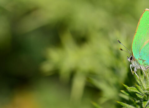 A green hairstreak butterfly rests on a plant in the sunshine
