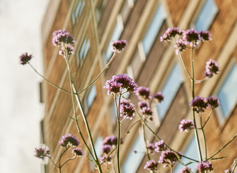 Tall verbena plants against sky and high-rise flats. 