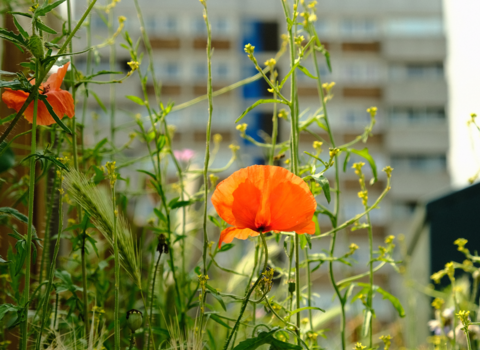 Poppies and wildflowers growing against a backdrop of high-rise flats in Norwich.