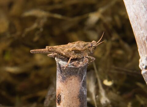 Slender groundhopper | Norfolk Wildlife Trust