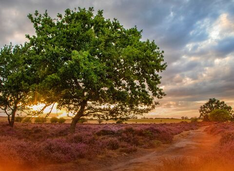 A large tree surrounded by purple heather on a nature reserve with a flame effect overlayed on the image.