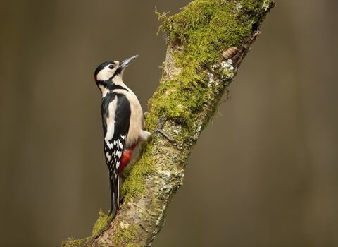 A great spotted woodpecker on a mossy tree branch. 