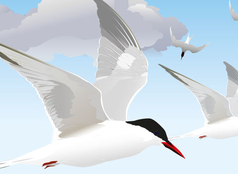 Illustration of terns flying across a sky
