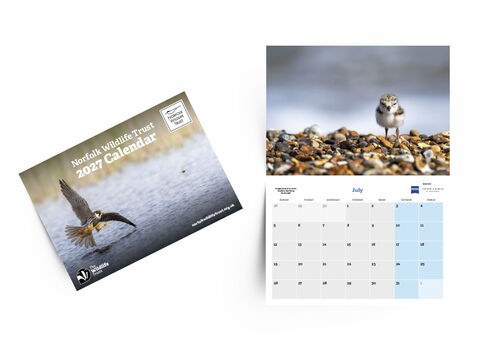 The front cover of our 2027 calendar shows a photo of a hobby and the inside shows a photo of a ringed plover chick for the month of July