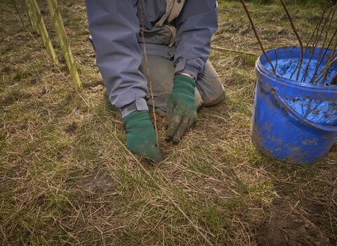 Someone knelt down with gloves on planting a sapling in a field.