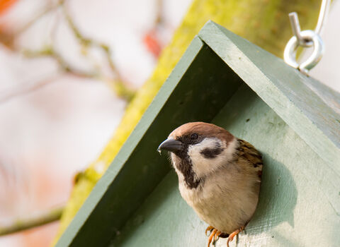 A little brown sparrow poking its head out of a green nest box hanging from a tree.