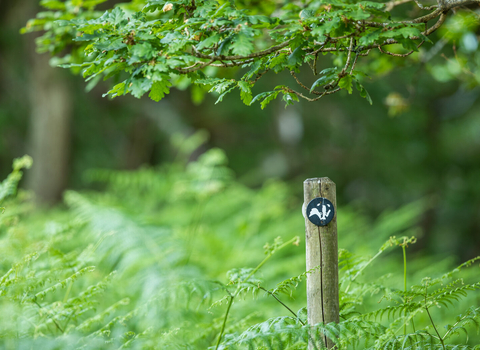 A wooden post with a wildlife trust logo is in a woodland.