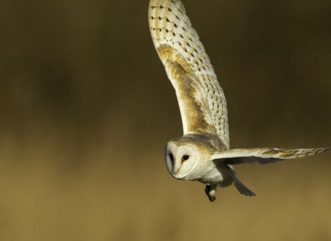 A white and tan coloured barn owl flying through the air. Its left wing is stretched out to the left while its right wing is lifted up to the sky. It has a white face and is looking ahead.