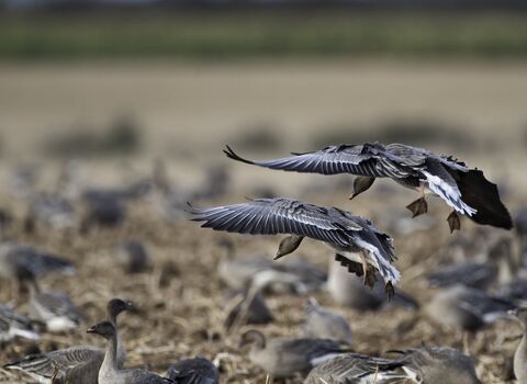 Pink-footed geese on a field in Norfolk during winter