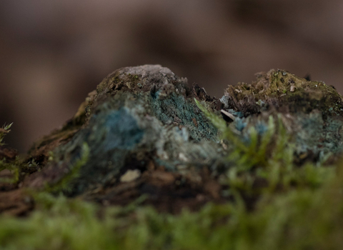 green elf cup