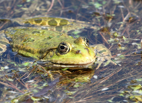 A marsh frog floating at the surface of a pond