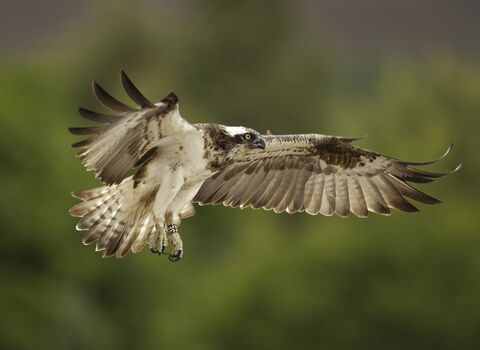 An osprey in flight with its huge white and brown wings