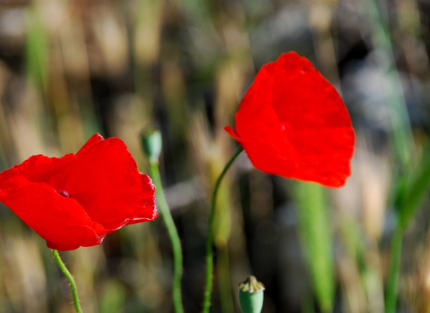 poppies