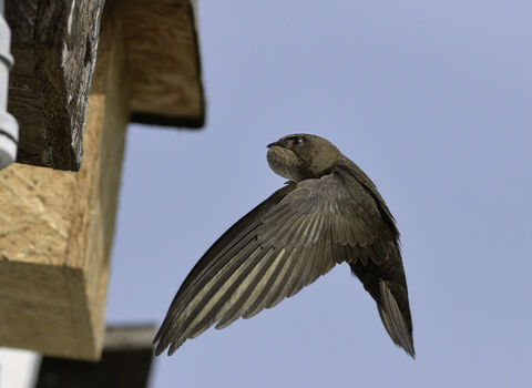 A swift flying to a nest box on the side of a building, in front of a blue sky