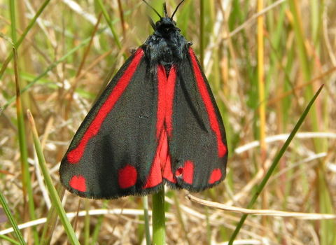 cinnabar