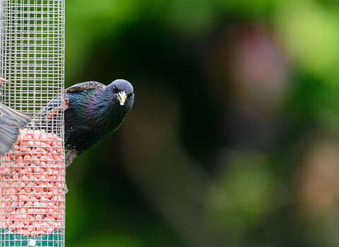 Two starlings sit on a wire bird feeder half filled with bird food, with one looking forward at the camera